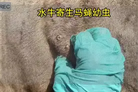 清理老牛🐂身上的马蝇幼虫寄生虫。#科普一下 #奇闻奇事