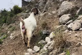 母羊生产过程，放养优势 #三农养殖 #散放山羊 #纯种波尔山羊  #现场实拍 #养殖技术交流