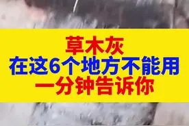 草木灰使用方法#草木灰的作用 #种植小技巧 #丰收的中国视频封面