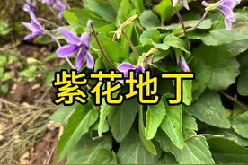 紫花地丁 这个开紫色小花的植物，它是农村很珍贵的宝#你的家乡有这种植物吗 #植物科普 #识百草视频封面