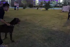 加纳利还是猛，也能跟比特打到最后@羊羊羊🐑 #上热门#比特犬视频封面