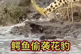 鳄鱼老六偷袭花豹，结局可想而知！#野生动物零距离 #花豹 #动物的迷惑行为视频封面