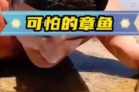 男子在海边发现一只蓝环章鱼，带回家当宠物养着 #神奇动物在抖音 #神奇动物 #海洋生物 #奇闻异事 #动物科普视频封面
