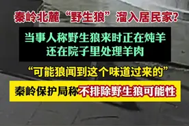 秦岭北麓有“狼”溜入农家院？官方：不排除野生狼可能性（极目新闻）视频封面