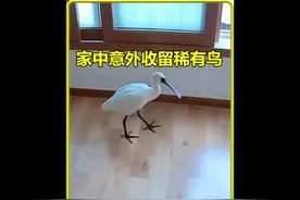 大叔好心救助了一只大鸟，可没想到这家伙竟然待在家里不走了视频封面