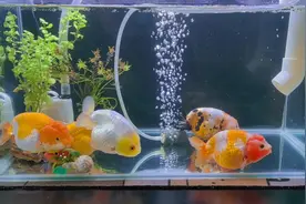 50缸 五条体长14cm兰寿 会不会有点点挤#兰寿金鱼 #养鱼日记