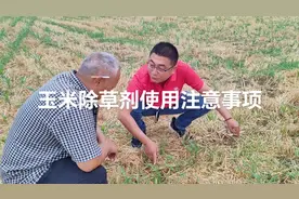 玉米苗后除草剂使用技术指导。视频封面