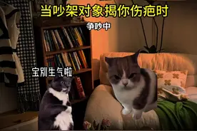 当吵架对象揭你伤疤时 #情侣 #猫咪表情包 #内容过于真实 #异地恋视频封面