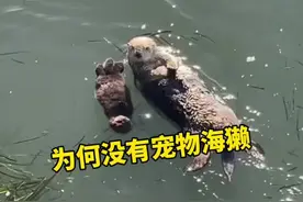 为什么海獭很少被当宠物养 #海獭 #水族馆 #可爱动物