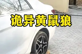 这只黄鼠狼太诡异太神奇了#神奇的动物 #动物世界 #野生动物零距离 #内容启发搜索视频封面