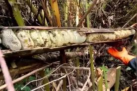 #上热门 蜜蜂住的地方千奇百怪，今天介绍竹筒里的蜜蜂！#养蜂人视频封面