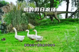 成都周边有一家鹅的假日农场，一个亲子遛娃的新晋打卡宝藏地