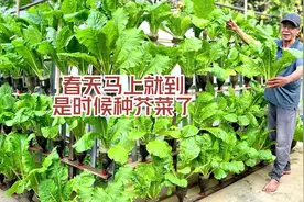 春天到了，是时候开始种植芥菜了，邻居墙上种几颗视频封面