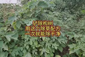 铲除构树，用这个小配方，一遍就能除干净 #2024新农人计划