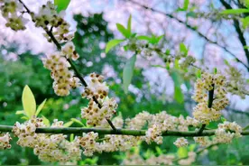 六字大明咒： 唵（ōng)、嘛(ma)、呢(nī)、叭(bēi)、咪(mēi)