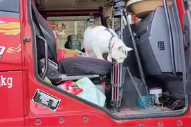 2024年，1月2号，8：10福宝去世的当天，三个宝贝下车玩耍，也是最后三个宝贝在一起的视频#卡车猫王 #卡车猫福宝#卡车猫视频封面