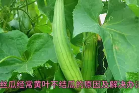 丝瓜经常黄叶不结瓜？给它浇点东西，丝瓜节节结瓜没病害不黄叶视频封面