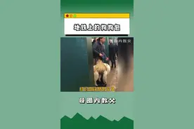 纽约地铁禁带宠物，除非它们能打包上车！于是......