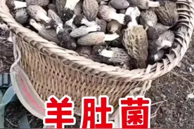 羊肚菌长在什么树下？ #野生羊肚菌视频封面