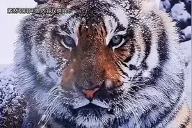 这是什么先天纯阳圣体啊！#老虎 #动物 #万万没想到 #大型纪录片视频封面