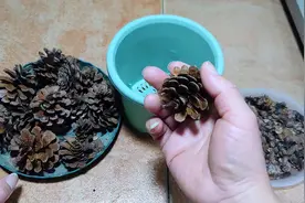 用松塔养花，别只会傻傻垫盆底了，这样打碎伴土养花，效果会更好视频封面