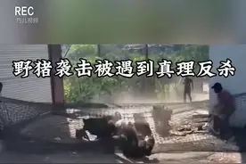 野猪袭击人遇到真理，简直惨不忍睹#野生动物零距离 #神奇动物在抖音 #野猪视频封面