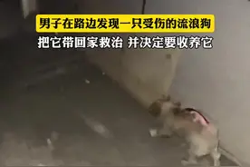 男子在路边发现一只受伤的流浪狗，把它带回家救治并决定要收养它（来源:@小斌哥丶 ）视频封面
