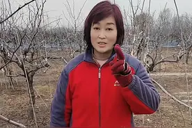 #1至2年的小枣树如何修剪 #自家枣园#枣树种植管理#枣树修剪#了解种植技术点红心关注视频封面