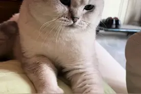 猫：你连想摸我的心思都不允许有！ #猫咪 #银渐层 #万物可爱计划 #记录猫咪日常 #萌宠出道计划视频封面