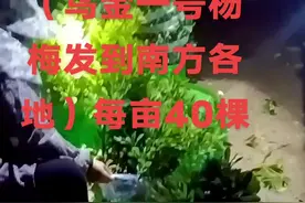 #遵义湄潭董哥教你种（乌金一号杨梅）视频封面