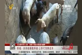郓城养猪有“奇招”，露天地里规模散养，以草代饲料降低养殖成本视频封面
