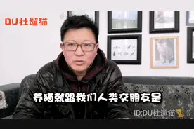 正规猫舍 专业繁育人培养的孟加拉豹猫  不会主动攻击人类