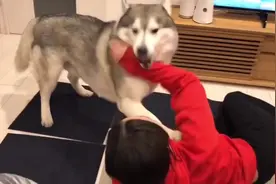 哈士奇和女主人打架，这下可遇到对手了（我太难了）视频封面