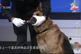 社会纵横：厉害了我的警犬！物证搜寻犬仅凭嗅觉就能成功找到物品视频封面