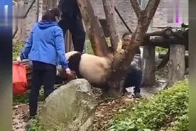 大熊猫后脚被卡住，饲养员心急火燎砍树解救，它却抱着竹笋吃得香视频封面