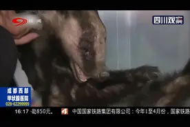 黑龙江：觅食被撞，右眼眶受伤，二级保护动物狗獾接受救治视频封面