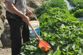 红薯结薯块如何施肥呢？大爷给红薯施三种肥料，红薯结得又大又多视频封面