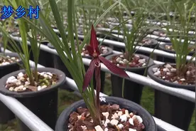 春兰板桥遗墨，花典雅大器是春兰中紫黑色花经典铭品。视频封面