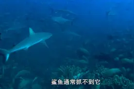 南太平洋：鲨鱼能吞食几条成年石斑鱼视频封面