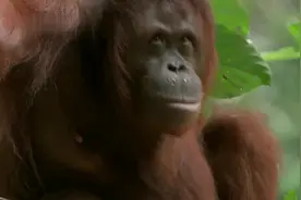 纪录片：红毛猩猩重返野外记视频封面