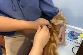 猫咪到医院打疫苗，针扎下去一点反应都没有，它是不会痛吗？视频封面