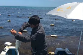 阿敏几团饵料下去，海里鱼儿全部聚集，近海也有这么多鱼？