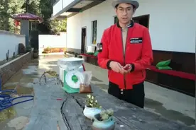 云南人对辣椒是无辣不欢，养鸡用辣椒喂的这些功效，一般人不知道