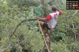 印尼这种榴莲树采摘真危险，国内没进口，直言印尼才有视频封面