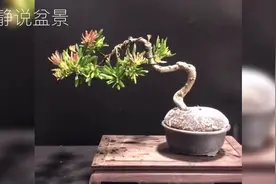 很有个性的“红芽”海岛罗汉松盆景，造型精美雅致，独具一格！视频封面