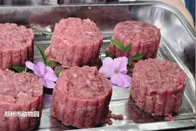 小动物们的专属月饼，你馋了吗？图片