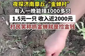 夜探济南章丘“金蝉村”，有人一晚能摸1000多只，收入近2000元图片