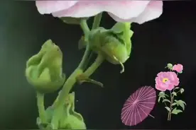 《书香长安》“二十四节气”姊妹篇“十二月花令” 露月木莲迎霜降 一日三变醉芙蓉图片