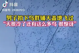 辽宁盘山上万只鸟“拉网式”向前飞！发生了什么？图片